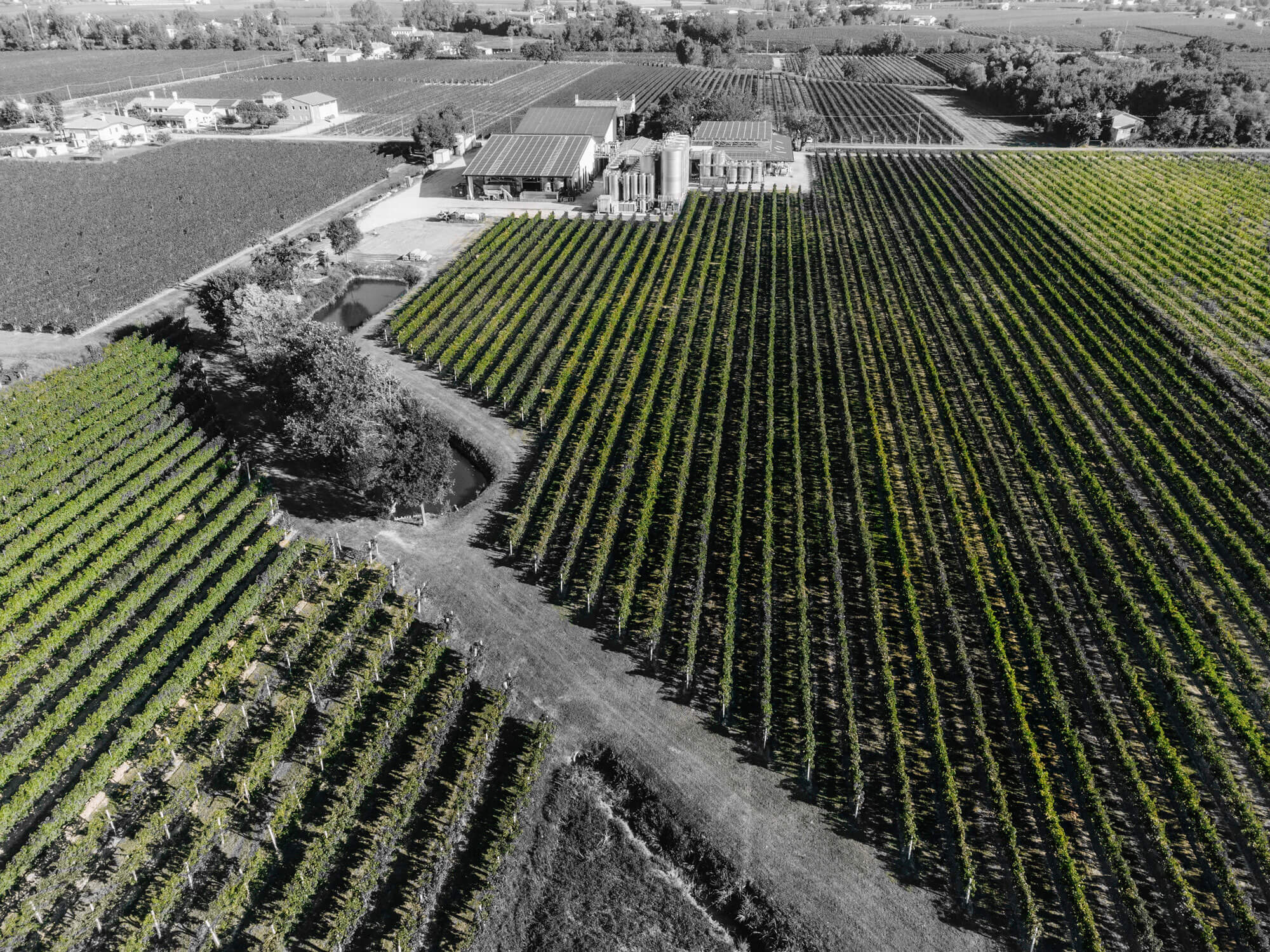 organic wine cellar